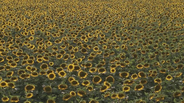 A vast sunflower field stretches to the horizon, filled with thousands of blooming flowers in vibrant yellow tones.