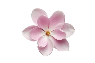 Obraz premium Blooming pink magnolia flower isolated on transparent background, showcasing spring nature and floral beauty