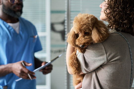 Caucasian woman holding poodle while consulting veterinarian in clinic, discussing pet care and treatment. Ideal for veterinary services, pet insurance, animal health marketing