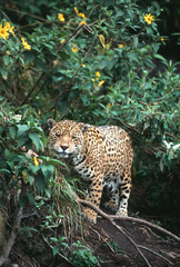 28002-001.07 Jaguar (Panthera onca)  Banos, Ecuador © Daybreak Imagery
