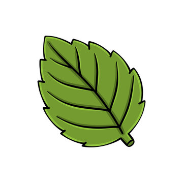 Simple green leaf illustration isolated on transparent background perfect for organic nature ecology herbal tea and healthy lifestyle designs