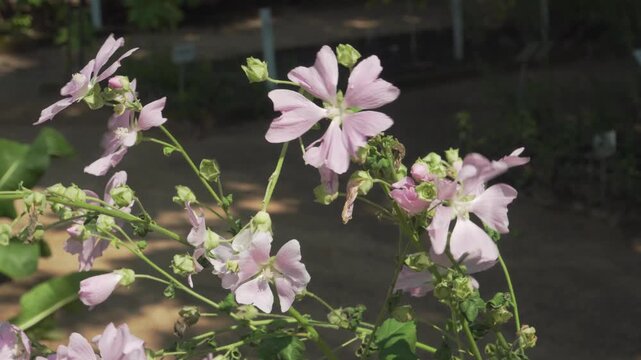 Lush clusters of delicate pink garden tree mallow flowers sway gently on slender stems in bright summer daylight. Ideal for botany documentaries, gardening guides, and educational videos.