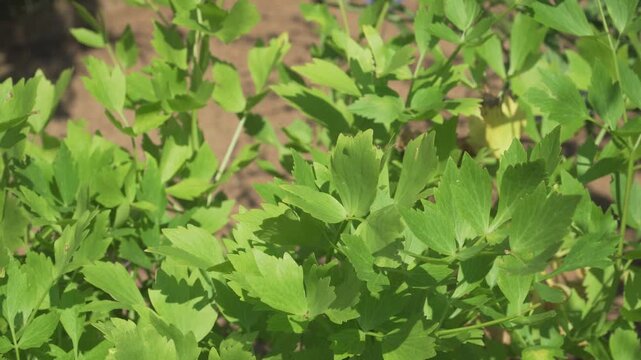 Dense, bright green lovage leaves spread out in the warm summer sunshine. Perfect for culinary broadcasts, organic gardening tutorials, and botanical studies.