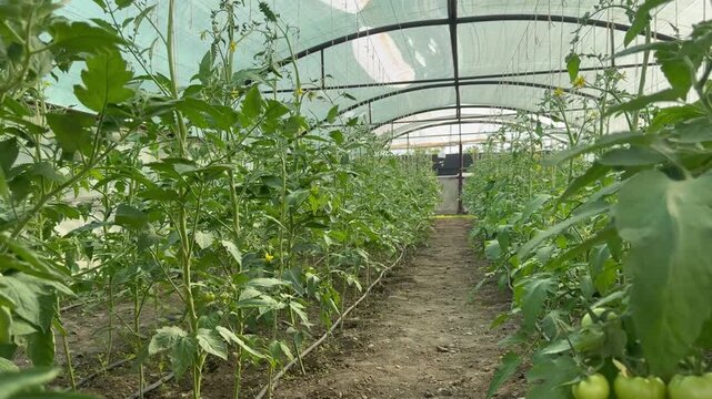 Interior of greenhouse with rows of growing tomato plants and drip irrigation