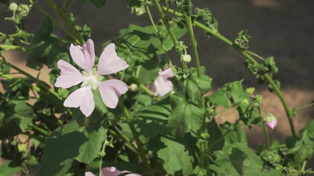 A delicate pink garden tree mallow flower sways gently on its green stem among lush leaves and buds. Ideal for botanical presentations, nature documentaries, and educational biology resources.