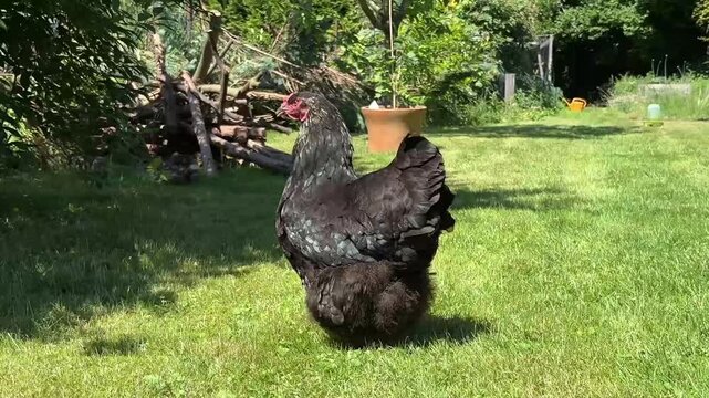 Freiland Huhn