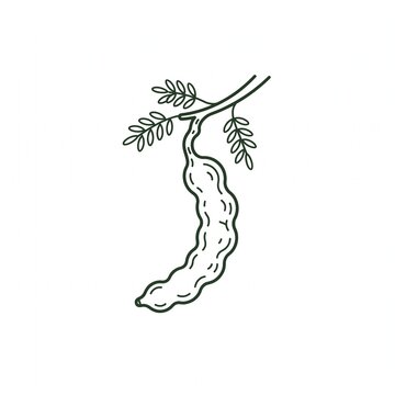 Simple line drawing of a fresh tamarind fruit pod hanging from a small branch with tiny green leaves