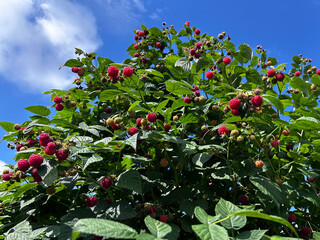 Tall raspberry bush covered with ripe red berries under a clear blue sky. Perfect for gardening articles, farm promotions and seasonal marketing. © SilverOwl