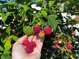 Close-up of ripe raspberry harvest in a sunny home garden. Ideal for organic food campaigns, editorials and website banners. © SilverOwl