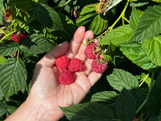 Hand holding ripe red raspberries picked fresh from the garden. Perfect for food blogs, healthy living articles and seasonal promotions. © SilverOwl