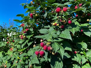Healthy raspberry bushes loaded with fresh fruit ready for harvest. Ideal for gardening guides, nursery promotions, and commercial campaigns. © SilverOwl