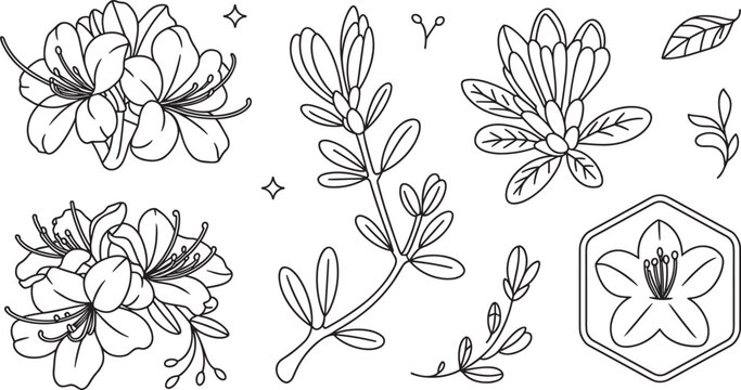 Beautiful azalea rhododendron flower line art vector set minimal spring botanical shrub floral illustrations elements collection for elegant tattoo outline design