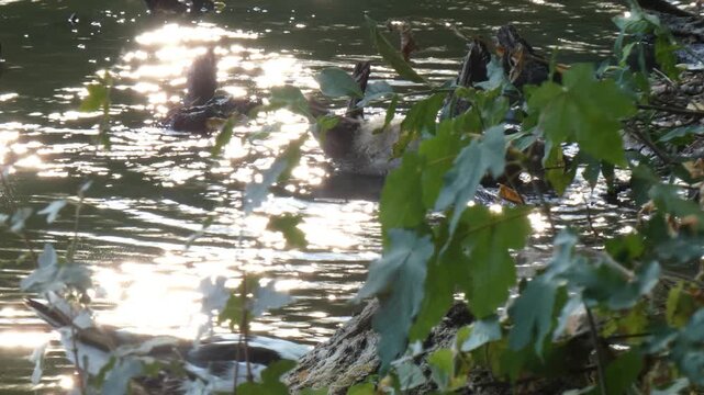 Two domestic Muscovy type ducks foraging beneath green oak tree branches