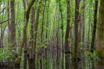 Fototapeta premium 63895-15014 Swamp along Snake Road LaRue Pine Hills Otter Pond Natural Area Shawnee National Forest Union Co. IL
