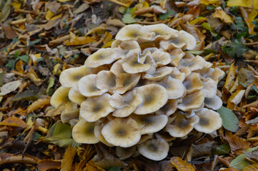 Autumn forest mushrooms surrounded by colorful fallen leaves in soft natural light. © Noranna Photography
