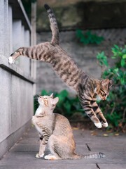 Two cats playing outdoors © Boy