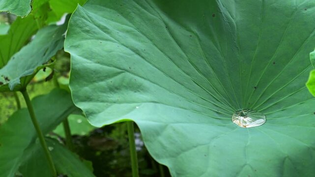 Raindrops on a Green Lotus Leaf with Radial Vein Pattern