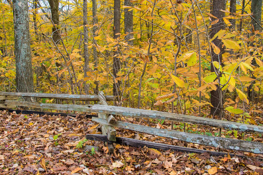 63995-00814 Fall color and split rail fence Brown County State Park, IN