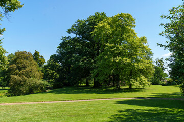 Fototapeta premium Trees in castle garden in exclusive castle in Europe