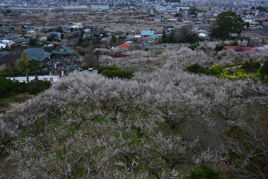神奈川県 小田原市の曽我梅林