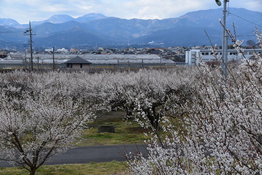 神奈川県 小田原市の曽我梅林