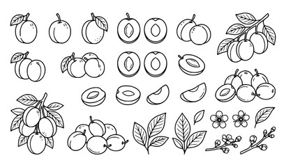 Fototapeta premium Plum fruit outline illustration collection featuring whole sliced branches leaves blossoms and botanical sketch elements