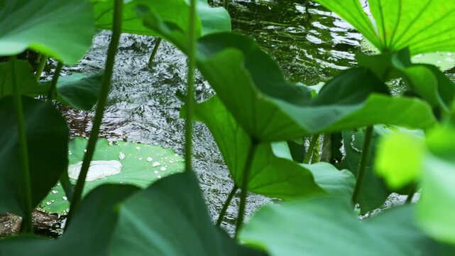 Rain-Wet Lotus Leaf with Water Droplet and Fresh Green Natural Background