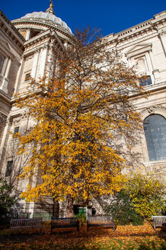 A golden American sweetgum tree grows against the south transept of St Paul's Cathedral in London, England