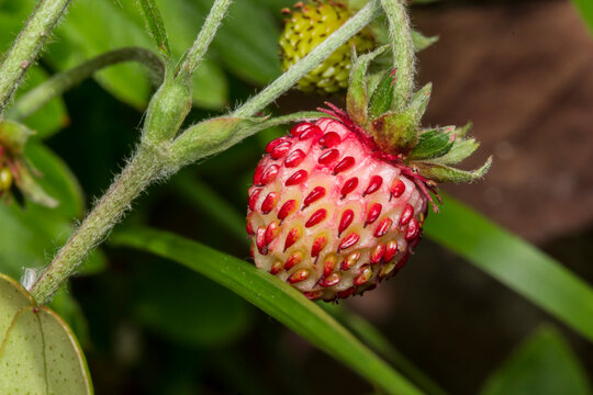 Macro close-up of a ripe wild strawberry (Fragaria vesca) with visible achenes and green calyx.