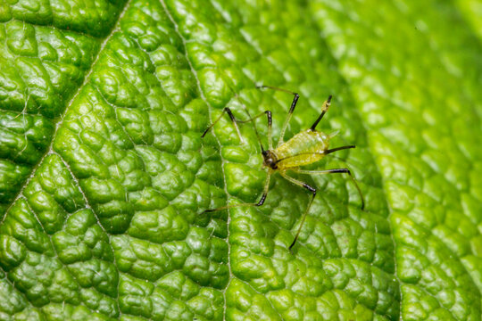 Macro shot of a predatory Macrolophus pygmaeus bug on a textured green leaf.