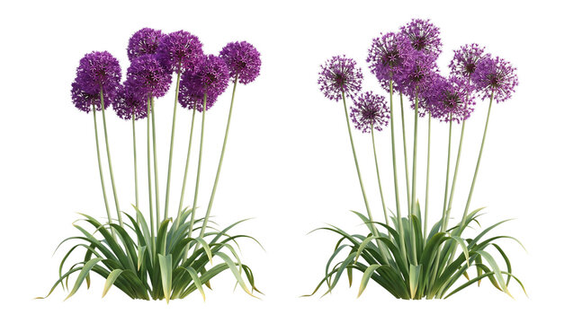 Vibrant purple allium flower clusters with long green stems featuring spherical blooming heads captured as a digital illustration on transparent background