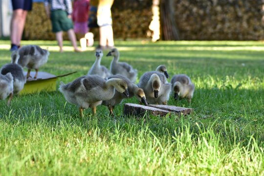 Group of young goslings feeding on fresh grass in a peaceful countryside farmyard. Natural rural scene featuring domestic geese, free-range poultry, sustainable farming, and traditional country life.