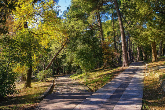 Walkways in park on sunny winter day. Montenegro, Tivat city. View of  Large Town Park ( Veliki Gradski Park  ). Coniferous and deciduous trees
