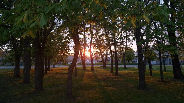 Sunset in a green park with bright sunbeams breaking through tree trunks. Beautiful golden hour landscape in a city park, sunrise or sunset background with long shadows on the grass.