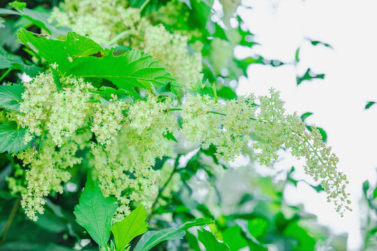 Common Hop (Humulus lupulus) blooming branch with fresh green leaves. Close-up Macro shot