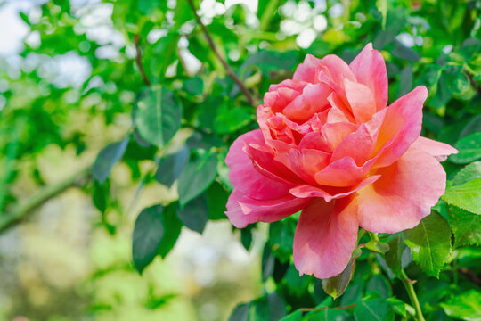 Tea Rose Hybrid shrub with multiple blooming delicate flowers. Ornamental plant with lush blossoms