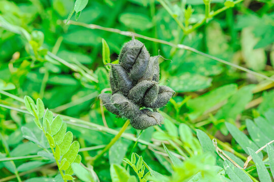 Chickpea milkvetch (Astragalus cicer) plant with dense ripening seed pods and foliage