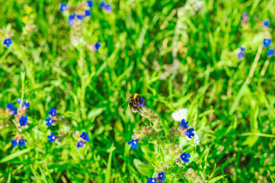 Bumblebee (Bombus pascuorum) gathering nectar on small blue flowers Anchusa officinalis