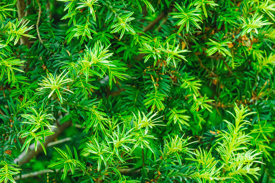 English yew (Taxus baccata) evergreen shrub with soft needles and dense foliage. Ornamental conifer