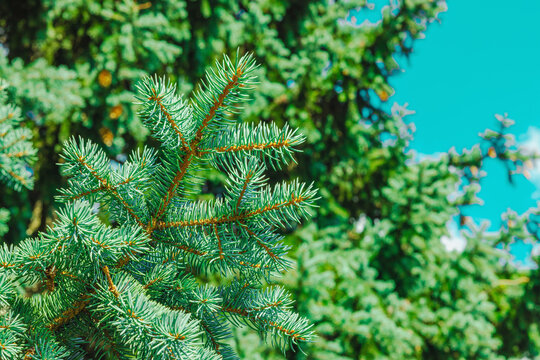 Blue spruce (Picea pungens) conifer branch with sharp needles and detailed texture. Evergreen tree
