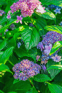 Lacecap Hydrangea (Hydrangea macrophylla) blooming shrub with delicate star-shaped flowers