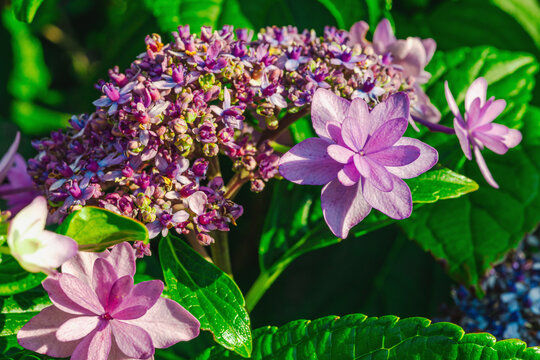 Lacecap Hydrangea (Hydrangea macrophylla) blooming shrub with delicate star-shaped flowers