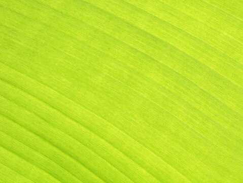 Full frame macro shot of a vibrant green banana leaf backlit by sunlight, highlighting its beautiful diagonal veins and natural striped texture. Ideal for nature backgrounds, tropical concepts