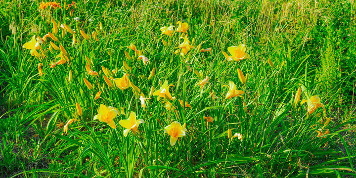 Yellow daylily (Hemerocallis lilioasphodelus) blooming in a green summer meadow. Ornamental flowers