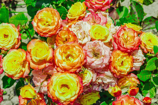 Dense cluster of blooming tea roses. Detailed shot of multiple flowers with multi colored petals