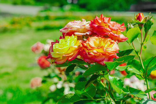 Dense cluster of blooming tea roses. Detailed shot of multiple flowers with multi colored petals
