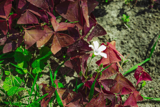 Small white flower blooming on an Oxalis triangularis plant. The delicate blossom