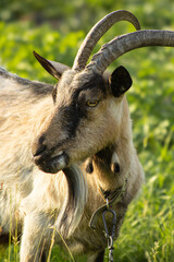Close-up profile portrait of an adult domestic goat with large curved horns. Horned billy goat with a beard looking away in a sunny green pasture, agriculture and livestock concept. © Kateryna Zinenko 