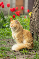 Obraz premium Beautiful fluffy ginger cat sitting by a tree trunk with red tulips in the background. Longhair red tabby cat in profile view, full body shot of an adorable pet in spring garden.