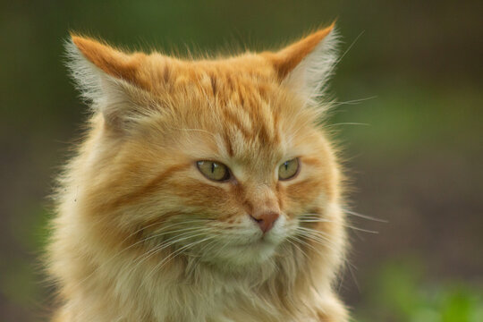 Extreme close-up portrait of a fluffy ginger cat looking away. Longhair red domestic cat head shot with detailed whiskers and ears, cute furry pet on a soft blurred background.